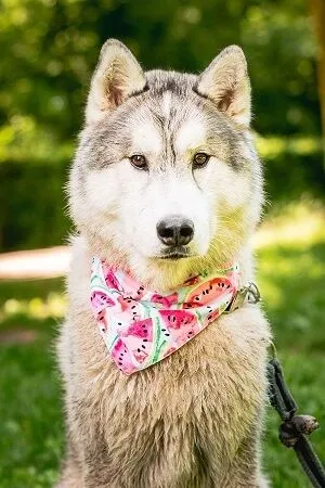 Arizona Hotdogs Bandana Pastèques/Flamingos XS – Image 2