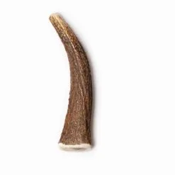 Evident Bois De Cerf Entier M