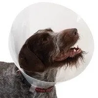 Buster Carcan Classique Pour Chiens - 40 Cm