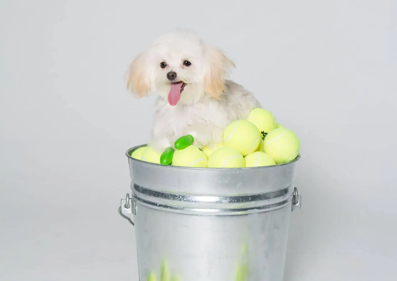 Pawz Bottes Camouflage Tiny – Image 5