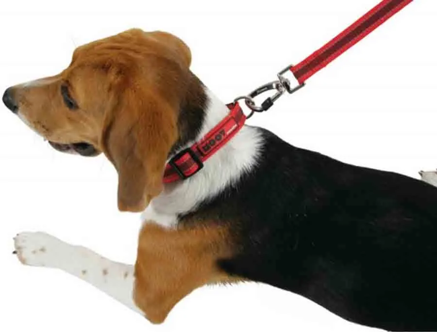 Zolux Laisse MOOV Noir 20 Mm – Image 3